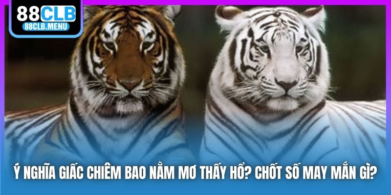 Ý Nghĩa Giấc Chiêm Bao Nằm Mơ Thấy Hổ? Chốt Số May Mắn Gì?