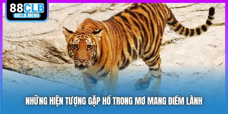 Những hiện tượng gặp hổ trong mơ mang điềm lành