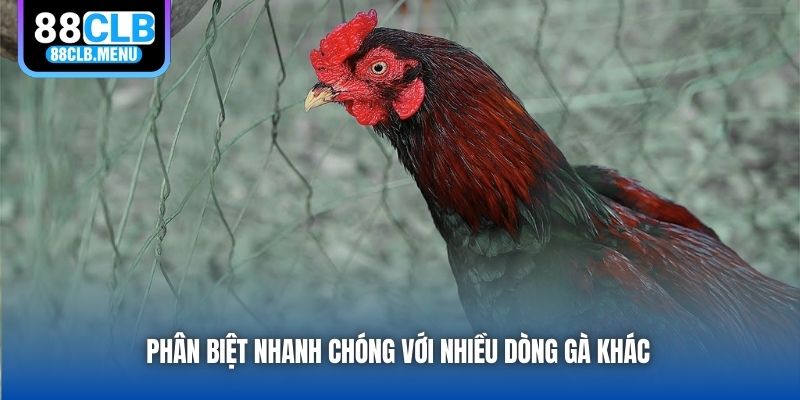 Phân biệt nhanh chóng với nhiều dòng gà khác