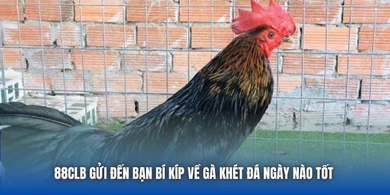 88CLB gửi đến bạn bí kíp về gà khét đá ngày nào tốt 