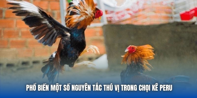 Phổ biến một số nguyên tắc thú vị trong chọi kê Peru
